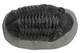 Large Phacopid (Drotops) Trilobite - Mrakib, Morocco #235699-2